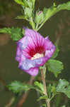 Hollyhock